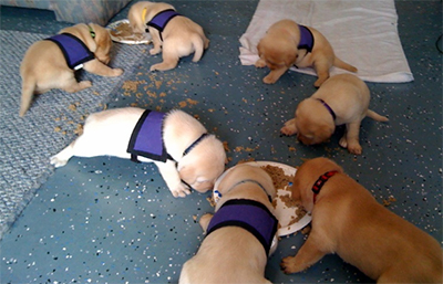 BIM data management dogs as chaotic BIM data